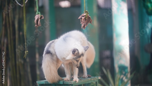 A breeding ground for conservation: Many zoos participate in breeding programs to help reintroduce endangered species into the wild. photo