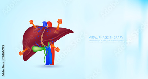 Model red bacteriophage on liver. Phage therapy or phagotherapy. Virus affects destroys harmful bacterial cell human internal. Medical science research and analysis. Banner vector EPS10.