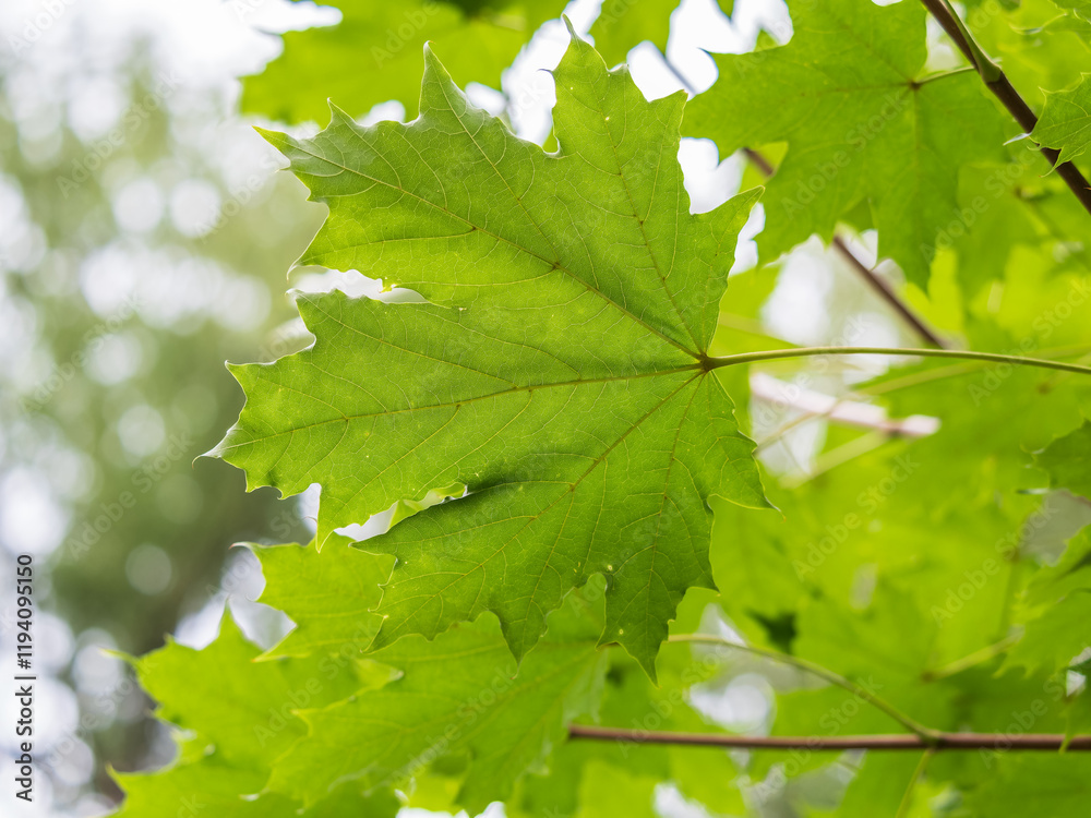 Maple branches with green and yellow leaves in autumn, in the light of sunset. Maple branches with green and yellow leaves in autumn, in the light of sunset.