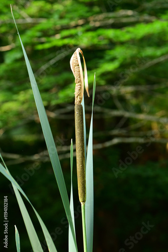 つき始めのガマの穂 photo