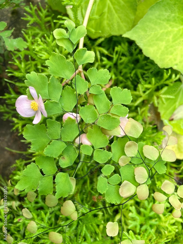 Close-up of Delta maidenhair fern in the forest. Close-up of Delta maidenhair fern in the forest.