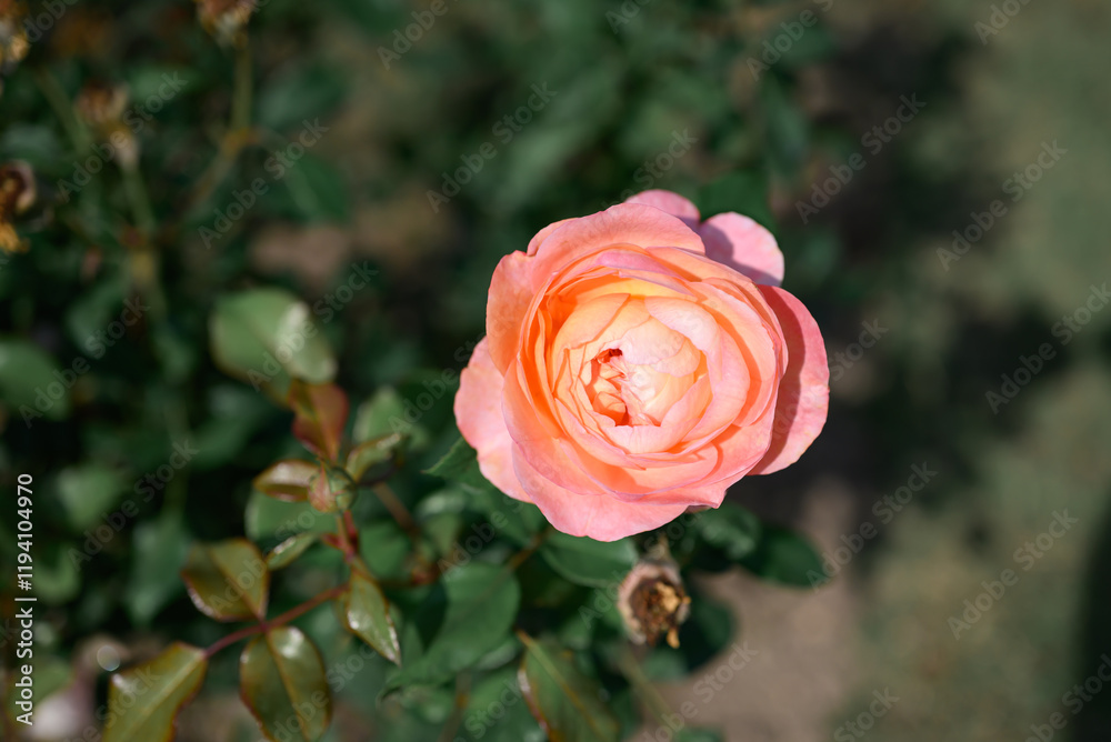 Orange rose blooming in ornamental flower garden Orange rose blooming in ornamental flower garden