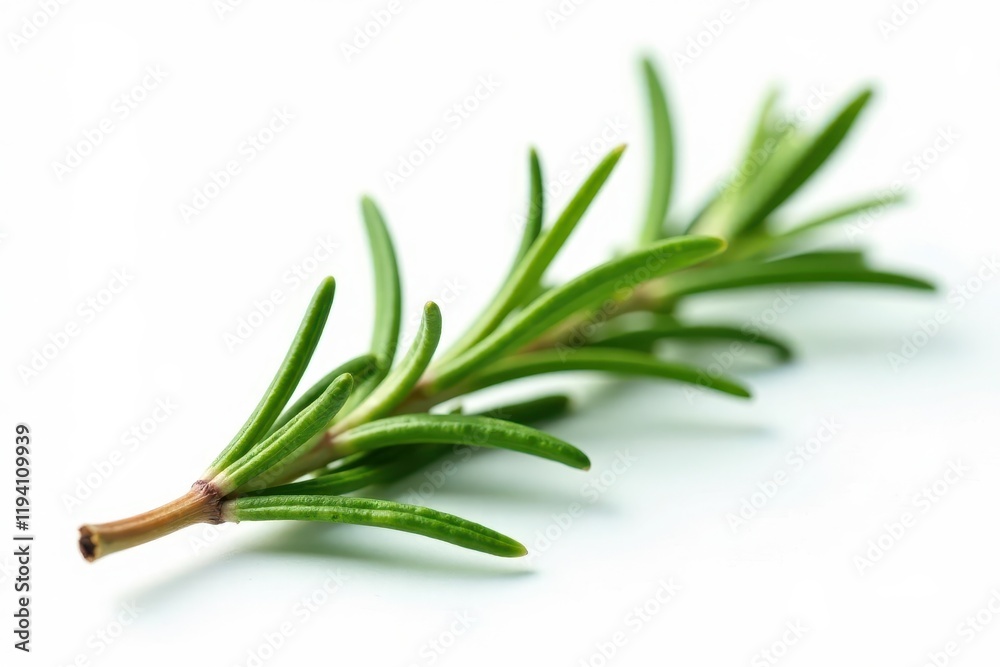 Fototapeta premium Single rosemary leaf isolated on white background , foliage, alpha blending, botanical