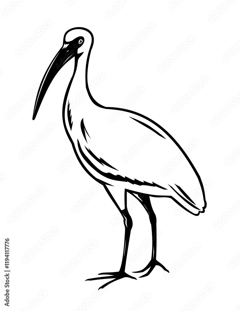 Obraz premium Retro woodcut style illustration of an American white ibis or Eudocimus albus, a wading bird found in Florida and the southeastern United States on isolated background done in black and white. 