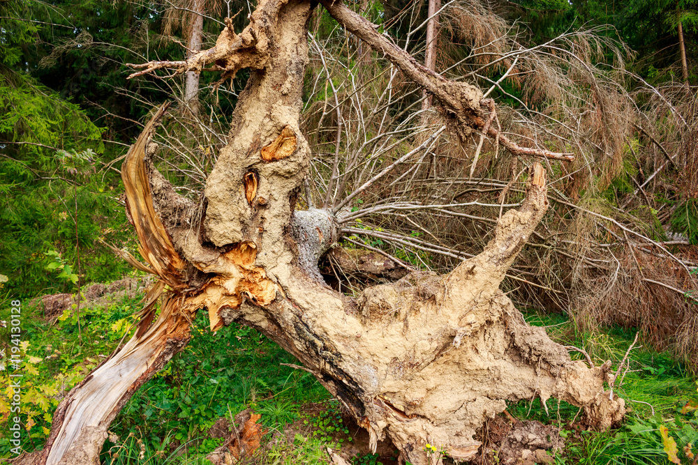 Spruce tree roots torn out by falling in coniferous forest