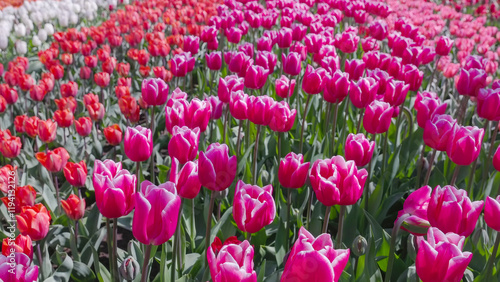 close up of rows of flowering pink tulips at Keukenhof gardens