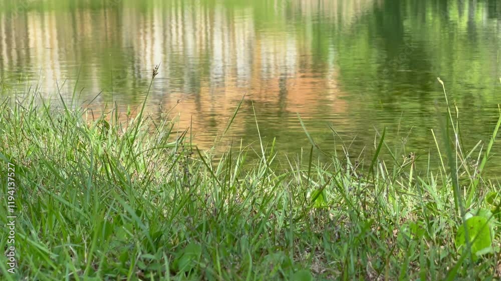 A tranquil time-lapse video featuring green grass at the water's edge, with reflections of trees and structures shimmering on the calm surface of the water. A tranquil time-lapse video featuring green grass at the water's edge, with reflections of trees and structures shimmering on the calm surface of the water.