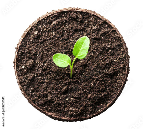Sprout in the ground isolated on transparent background, top view
