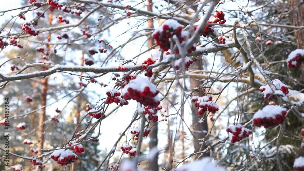 Red Rowan Berries growing on branches covered with snow. Wonderful Winter. Bunches Of Rowan Berries On A Frosty Winter Day. Natural shot