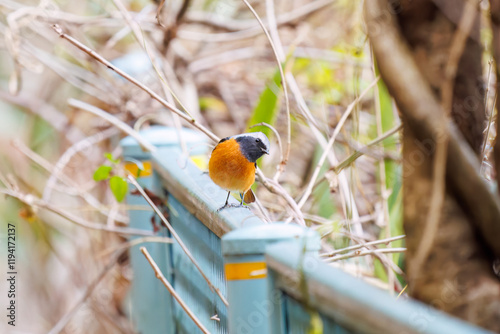 雄の
可愛いジョウビタキ（ヒタキ科）
英名学名：Daurian Redstart (Phoenicurus auroreus)
神奈川県清川村、早戸川林道-2024年

 photo