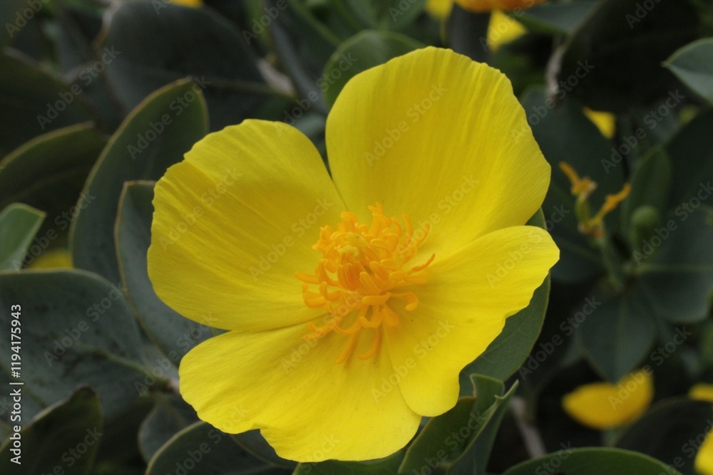 Fototapeta premium yellow flower