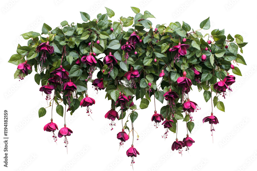 Vibrant Fuchsia Flowers Cascading from Lush Green Leaves in Nature Vibrant Fuchsia Flowers Cascading from Lush Green Leaves in Nature