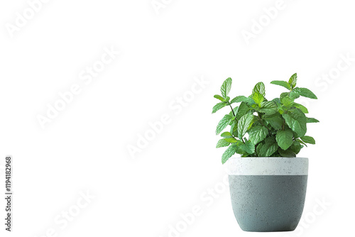 Wallpaper Mural Fresh Green Plant in Stylish Pot Perfect for Home Decor and Interior Design Torontodigital.ca