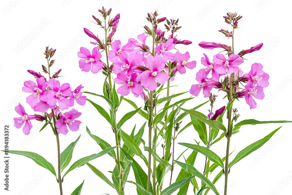Fototapeta premium Vibrant Pink Flowers Blooming in a Garden Setting with Green Leaves