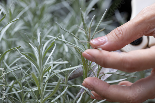Obraz na płótnie Fresh Rosemary Herb grow outdoor. Rosemary leaves Close-up. w salonie
