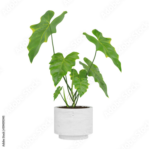 Photos Free PNG 3d illustration of Philodendron-subincisum-4 plant frontal isolated tra