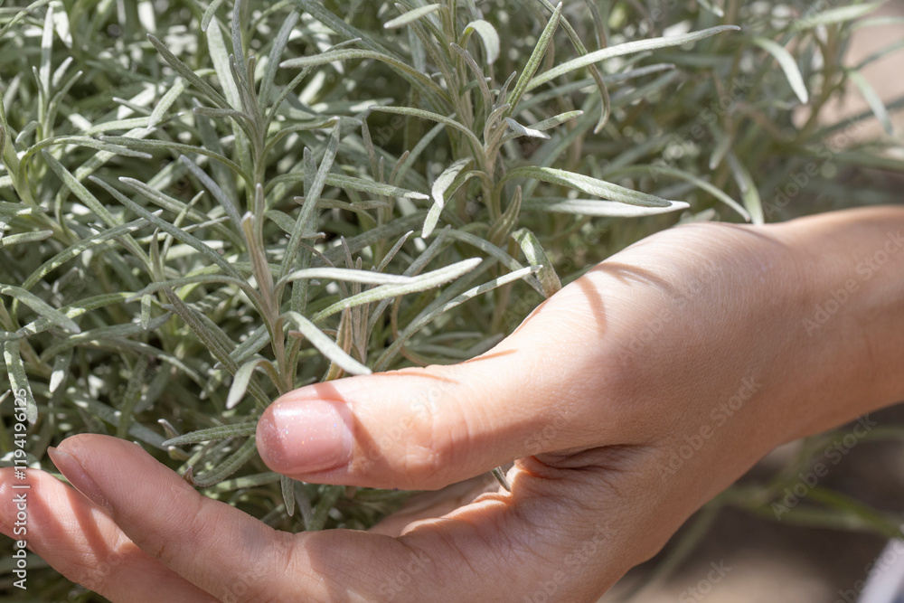 Fresh Rosemary Herb grow outdoor. Rosemary leaves Close-up.
