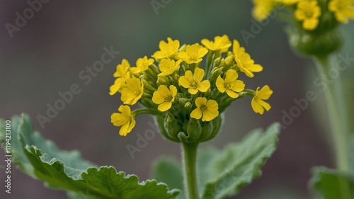 yellow flower in the garden