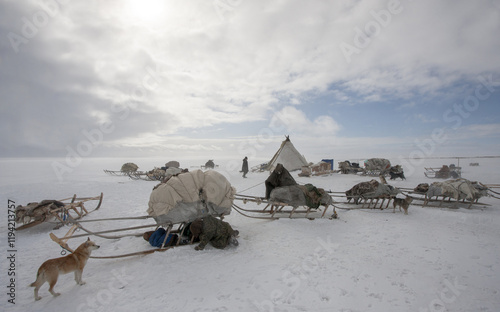 A dog and children are playing at a reindeer herders' camp. Ethnography. Arctic photo