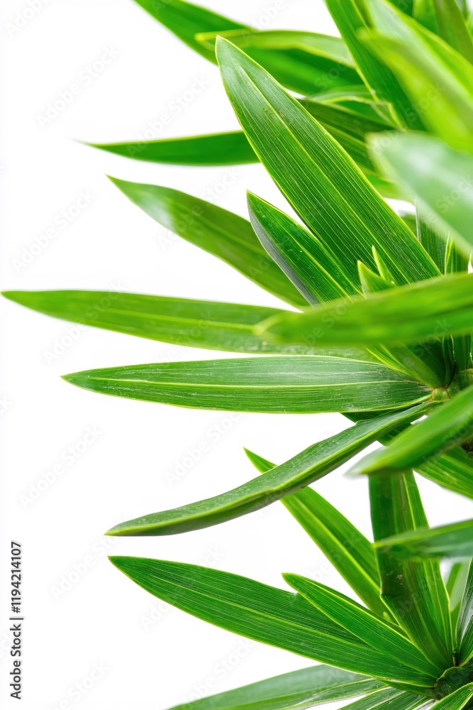 Obraz premium Vibrant Green Plant Leaves Nature Close Up Fresh Spring Botanical