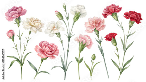 Watercolor Carnation Floral Composition Pink, White, Red Flowers Isolated on Transparent Background, Botanical Illustration, Flower Arrangement, Carnation, Floral, Watercolor