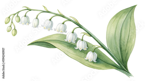 Watercolor Lily of the Valley Sprig, Isolated on Transparent Background, Botanical Illustration, Floral Design, Lily of the Valley, Spring Flowers, Watercolor Painting