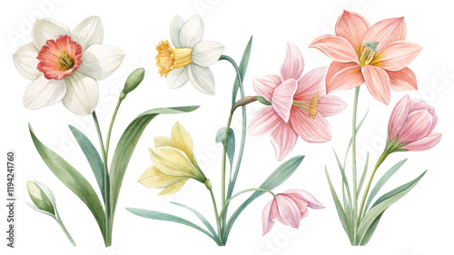 Watercolor Spring Flowers Composition Daffodils, Amaryllis, Crocus, Isolated on Transparent Background, Botanical Illustration, Spring flowers, watercolor painting, floral design