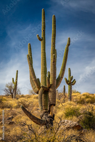 Foto Discovering Alamo Canyon's beauty