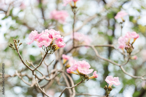 Wallpaper Mural Rosy Trumpet or Pink Tacoma tree, Tabebuia rosea, cheerful blooming in park Torontodigital.ca