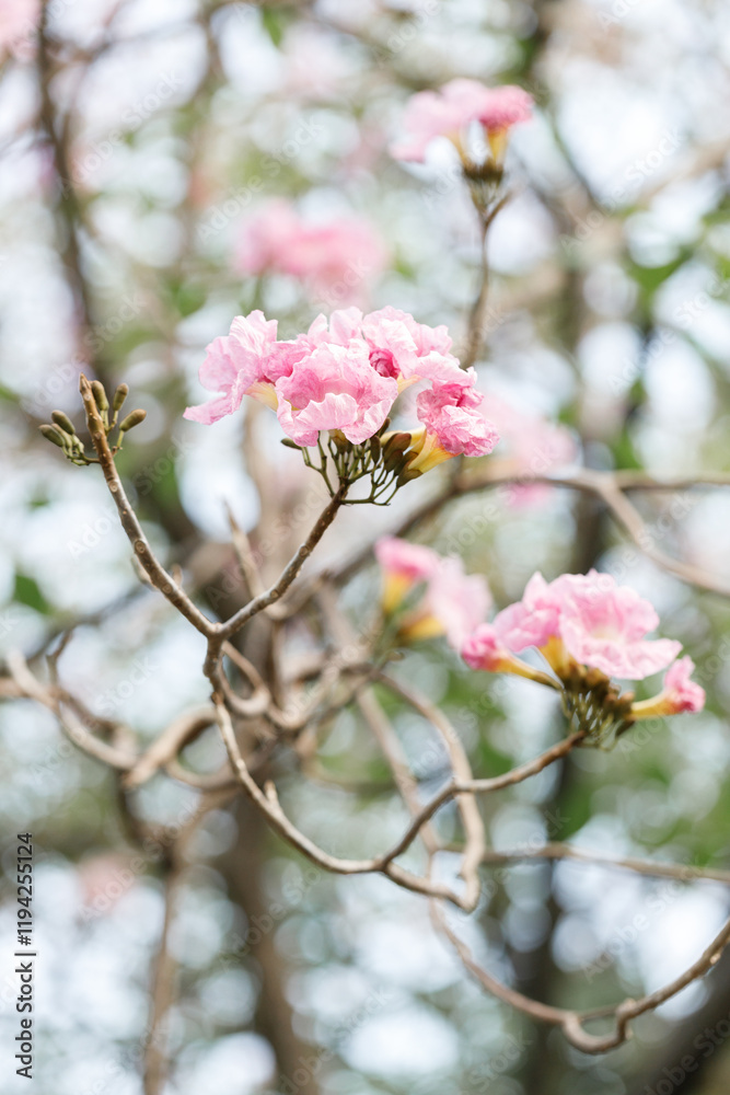 Rosy Trumpet or Pink Tacoma tree, Tabebuia rosea, cheerful blooming in park Rosy Trumpet or Pink Tacoma tree, Tabebuia rosea, cheerful blooming in park