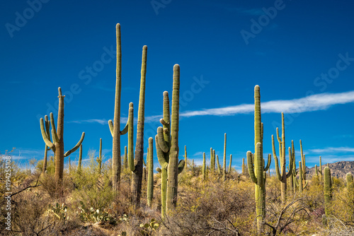 Exploring the serene Saguaro landscape of Arizona