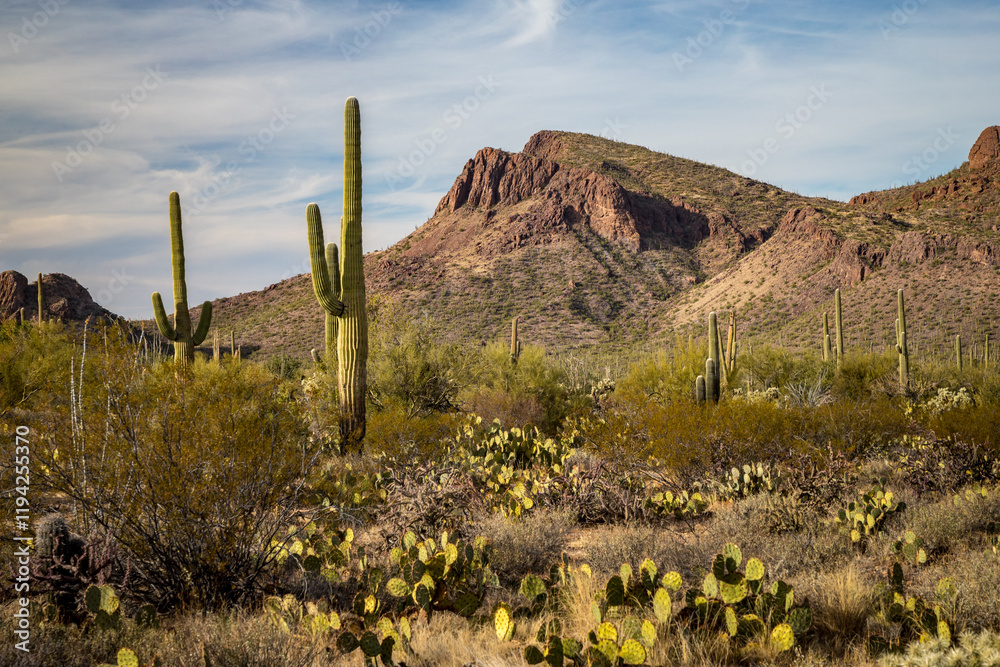 Saguaro Cacti in Arizona's Desert