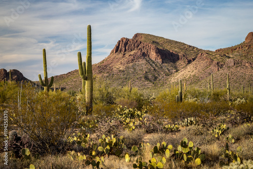 Obraz na płótnie Saguaro Cacti in Arizona's Desert w salonie