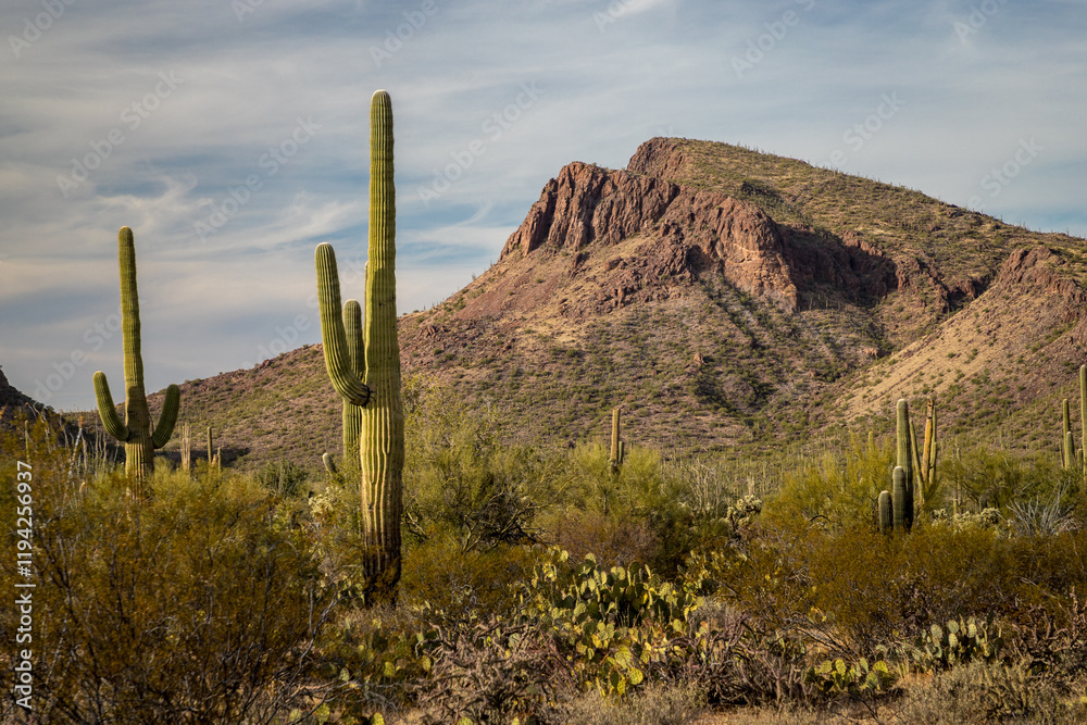 Saguaro National Park hike