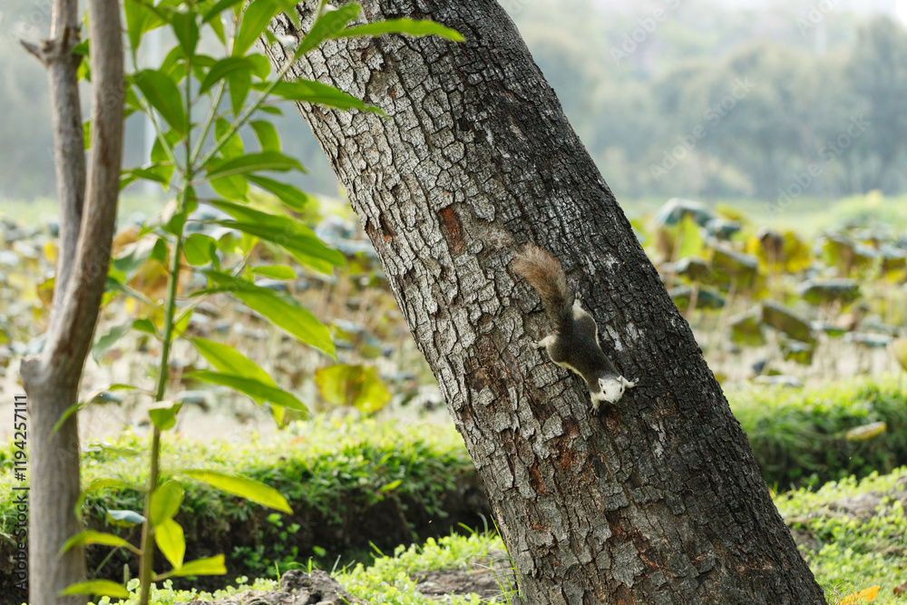 Obraz premium Squirrel climbing a tree in park