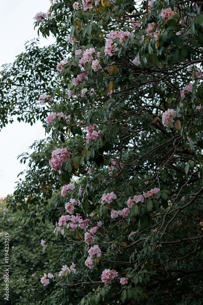 Rosy Trumpet or Pink Tacoma tree, Tabebuia rosea, cheerful blooming in park Rosy Trumpet or Pink Tacoma tree, Tabebuia rosea, cheerful blooming in park
