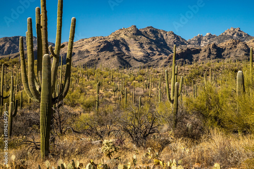 Exquisite desert landscape in Bear Canyon, Arizona