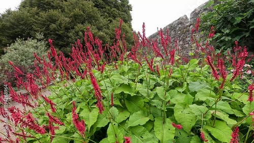 Vibrant Garden at St Fagans Museum photo