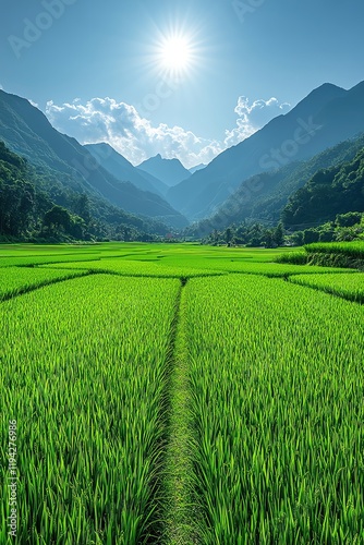Expansive green rice fields with mountains in the background, clear sky, serene and picturesque