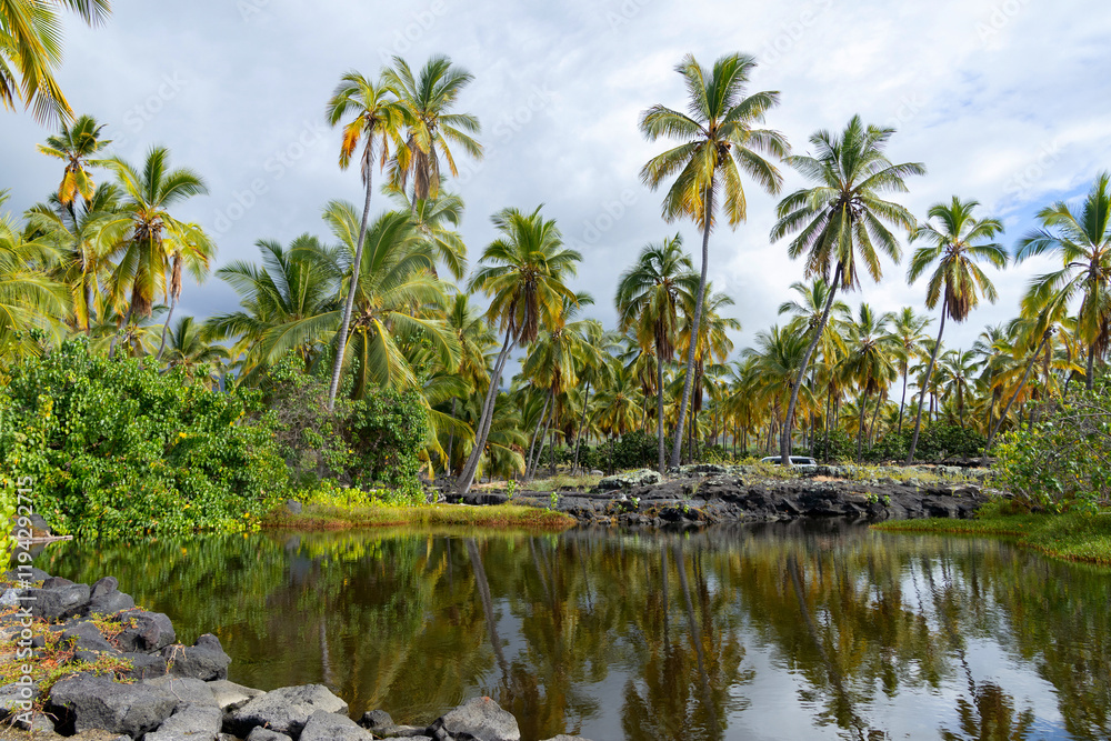 Idyllic tropical landscape in a coastal pacific rainforest, tall palm trees and bushes around the lake with black volcanic rocks. Puʻuhonua o Hōnaunau national historical park, Hawaii, the USA. Idyllic tropical landscape in a coastal pacific rainforest, tall palm trees and bushes around the lake with black volcanic rocks. Puʻuhonua o Hōnaunau national historical park, Hawaii, the USA.