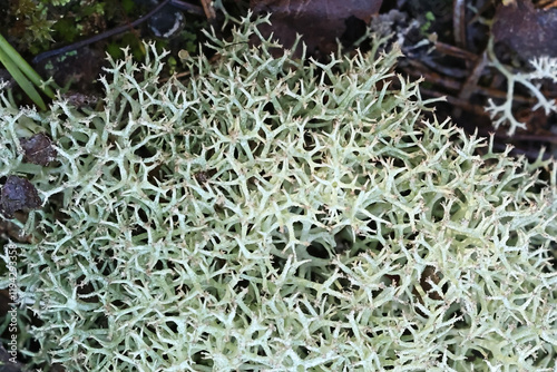 Cladonia uncialis,  commonly known as thorn Cladonia, lichen from Finland photo