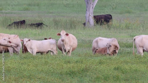 Cattle Grazing in Australian Pasture photo