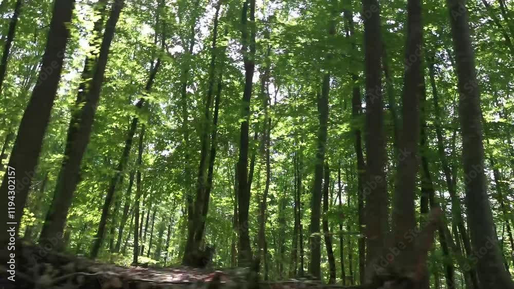 4K video mirror auto forest. Slow movement by car through the summer sunny forest. Side window view and long-range view mirror. The concept of unity with nature. travel, rural areas. Sun green trees