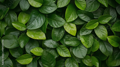 Lush Green Leaf Background:...