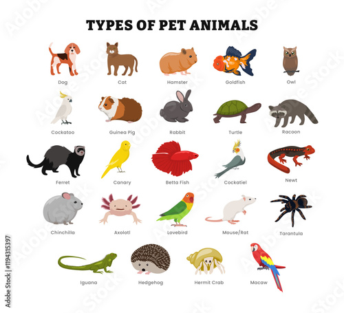 Set of different types of domestic pet animal collection for education poster, vector illustration with dog, cat, hamster, goldfish, owl, canary, axolotl, rabbit, cockatoo, turtle, iguana, macaw, crab