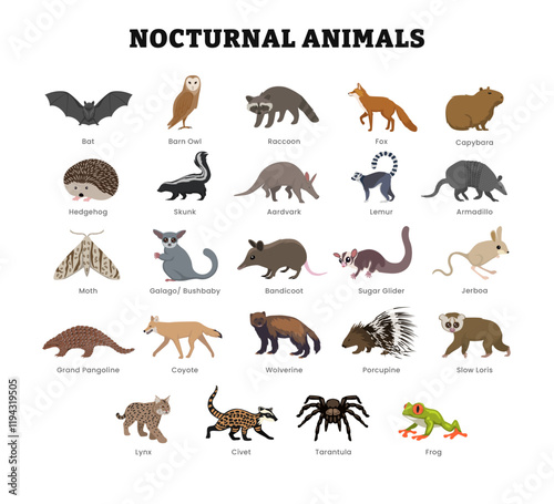 Set of different types of nocturnal animal collection for education poster with bat, racoon, fox, aardvark, hedgehog, moth, skunk, bushbaby, lemur, armadillo, coyote and other, vector illustration.