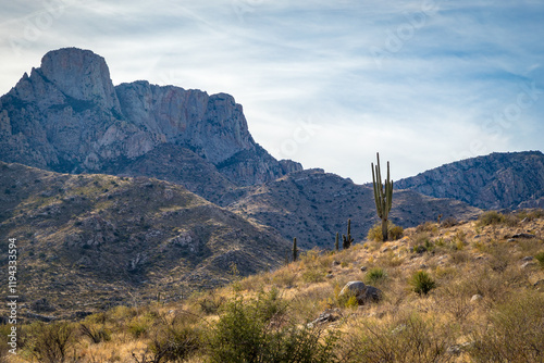 Majestic mountains and cacti in Alamo Canyon
