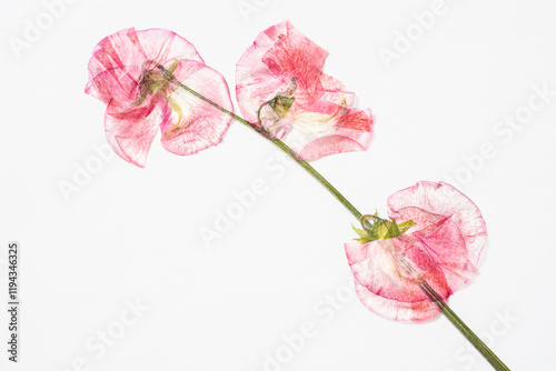 ピンクのスイートピーの押し花,切り取り