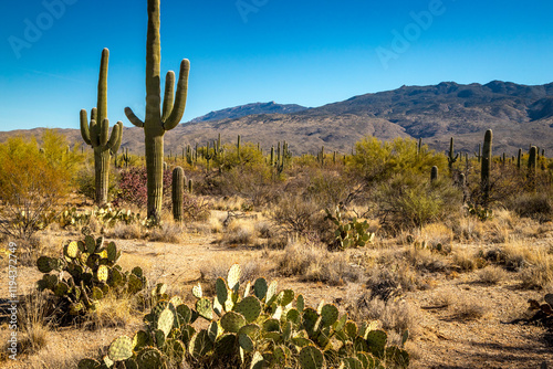 Explore the beauty of Saguaro National Park East