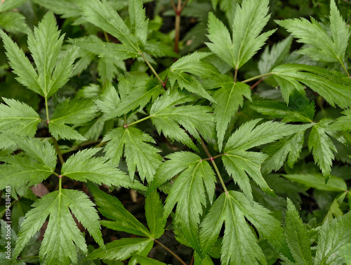 White mugwort leaves in garden photo